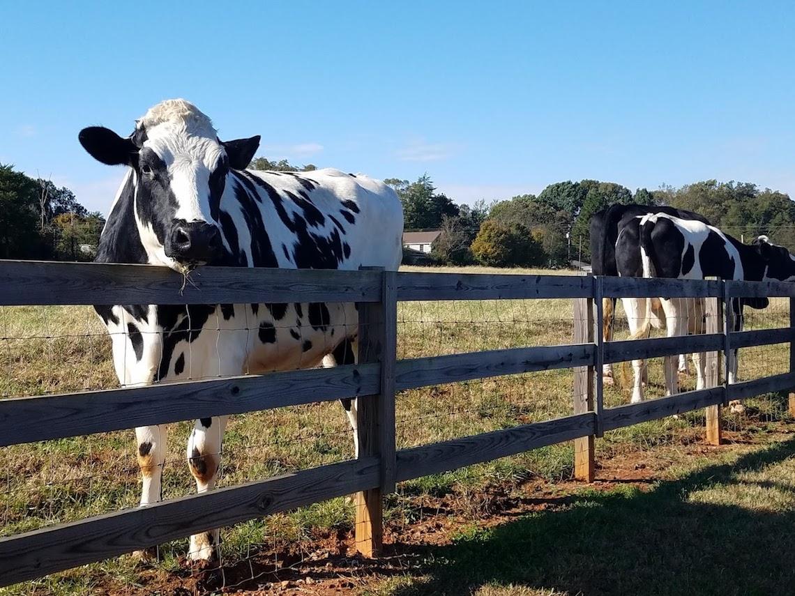 10 Spots for Animal Lovers In and Around Lake Norman