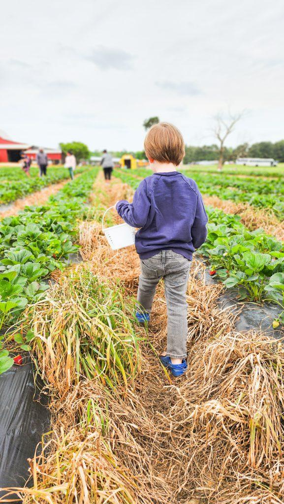 young boy at Patterson Farms strawberry fields.