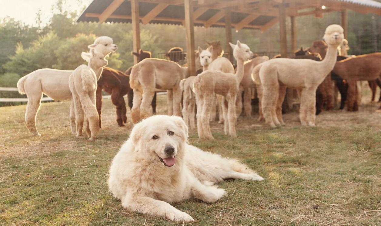 Alpacas with their protective Great Pyrenees pal 