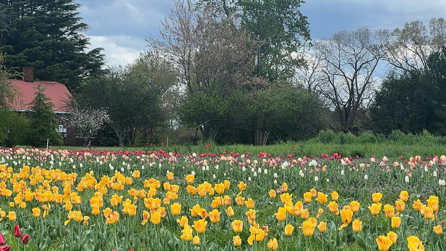 Field of tulips at Howard Family Farm 