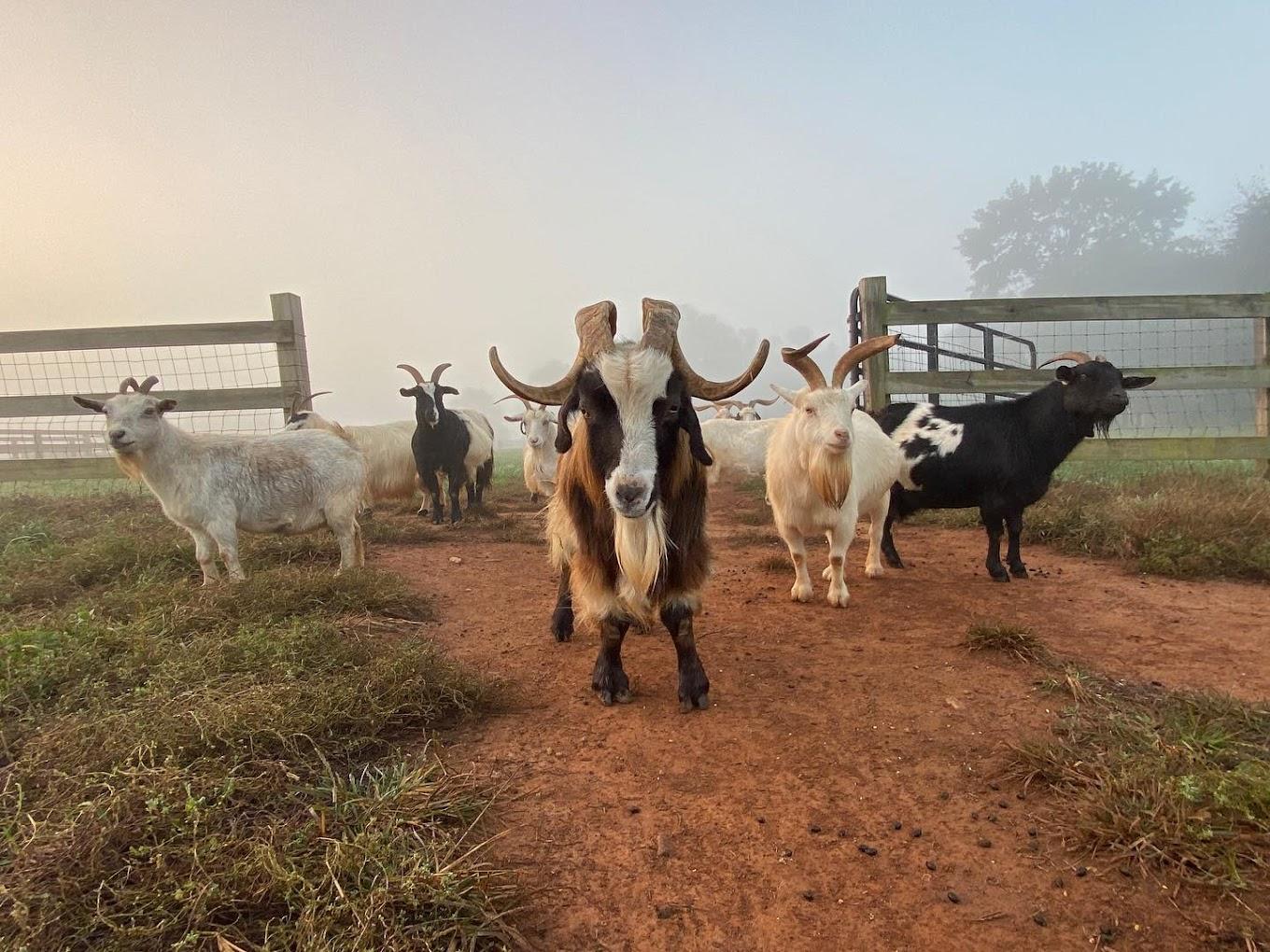 Animal lovers will love Rescue Ranch for many reasons. 