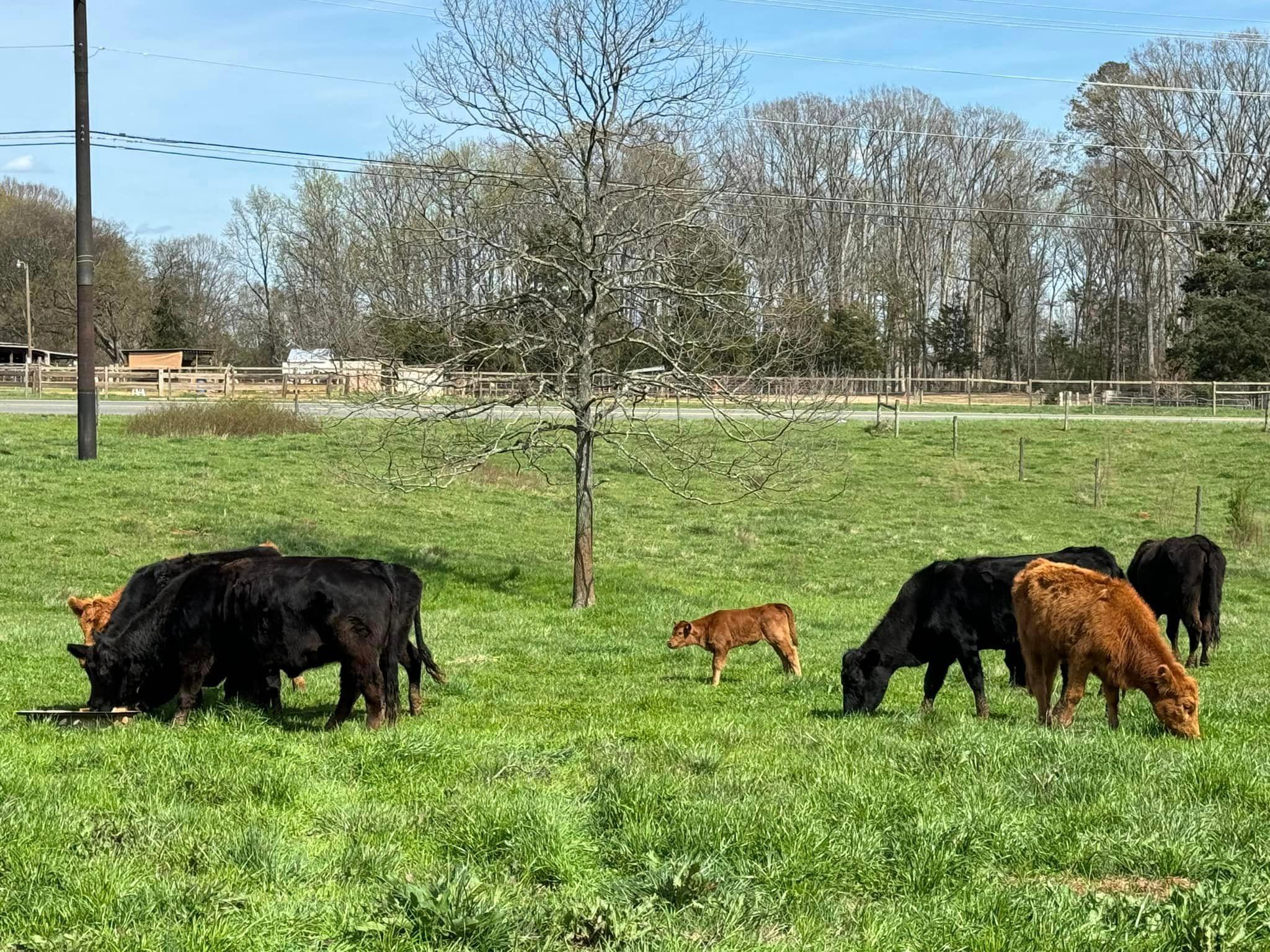 Animal lovers, come see the highland cows at Rowdy Acres Farmstead 