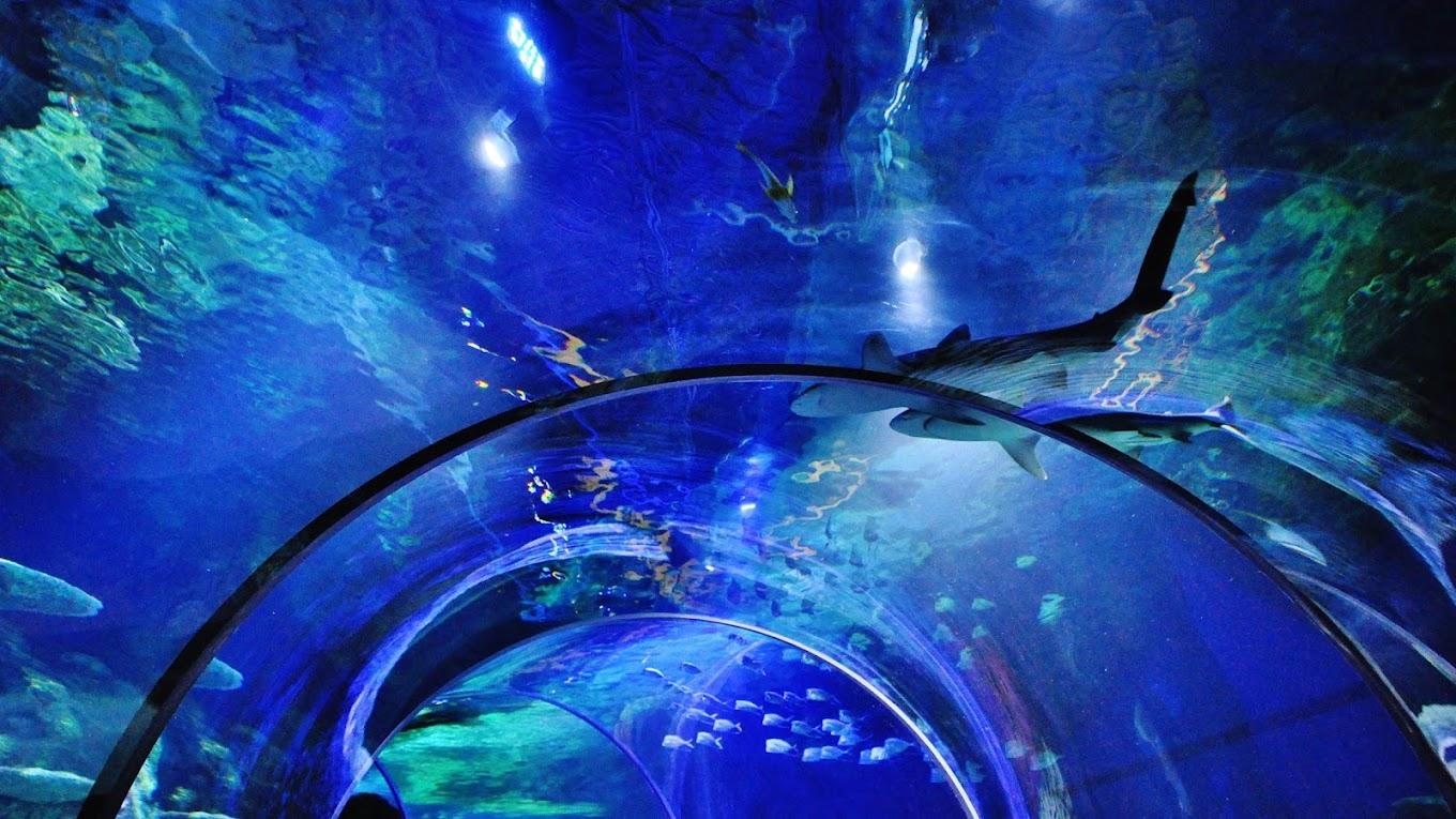 Mesmerizing views of sharks and other sea life in the underwater tunnel. 