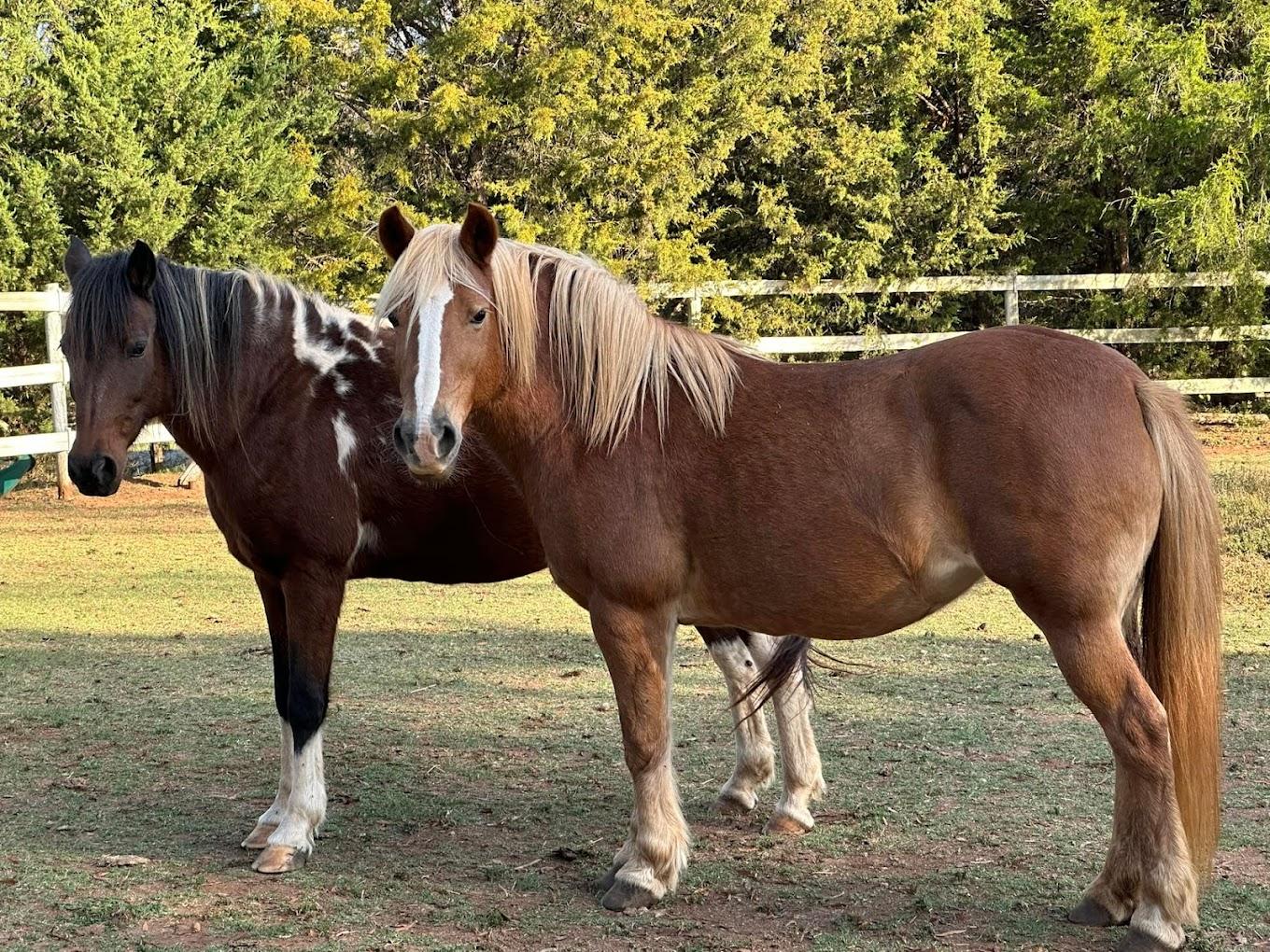 two large brown horses at Sweetwater Farms