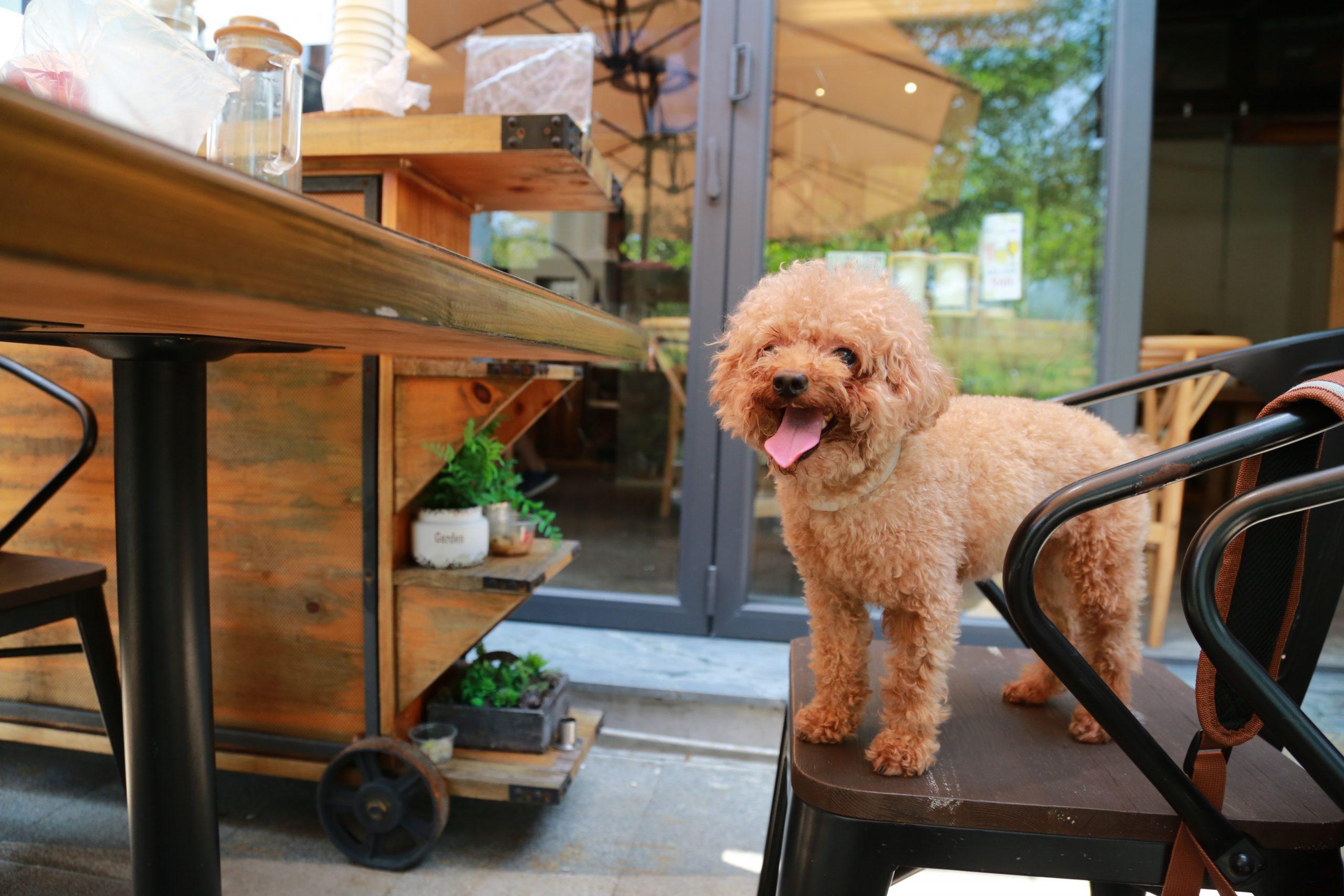 Dog sitting in chair outside at a pet-friendly Lake Norman restaurant.