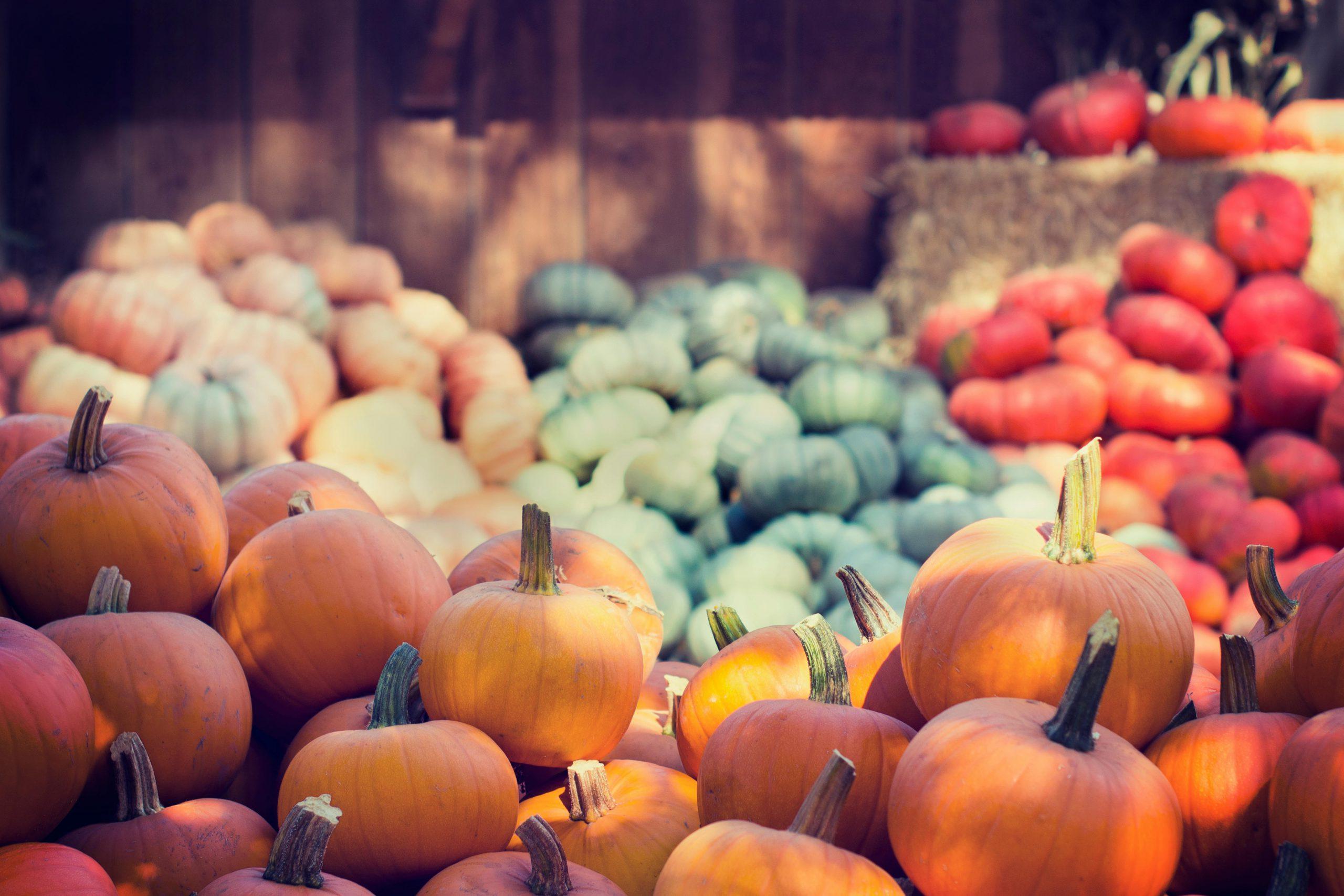 a pile of colorful pumpkins 