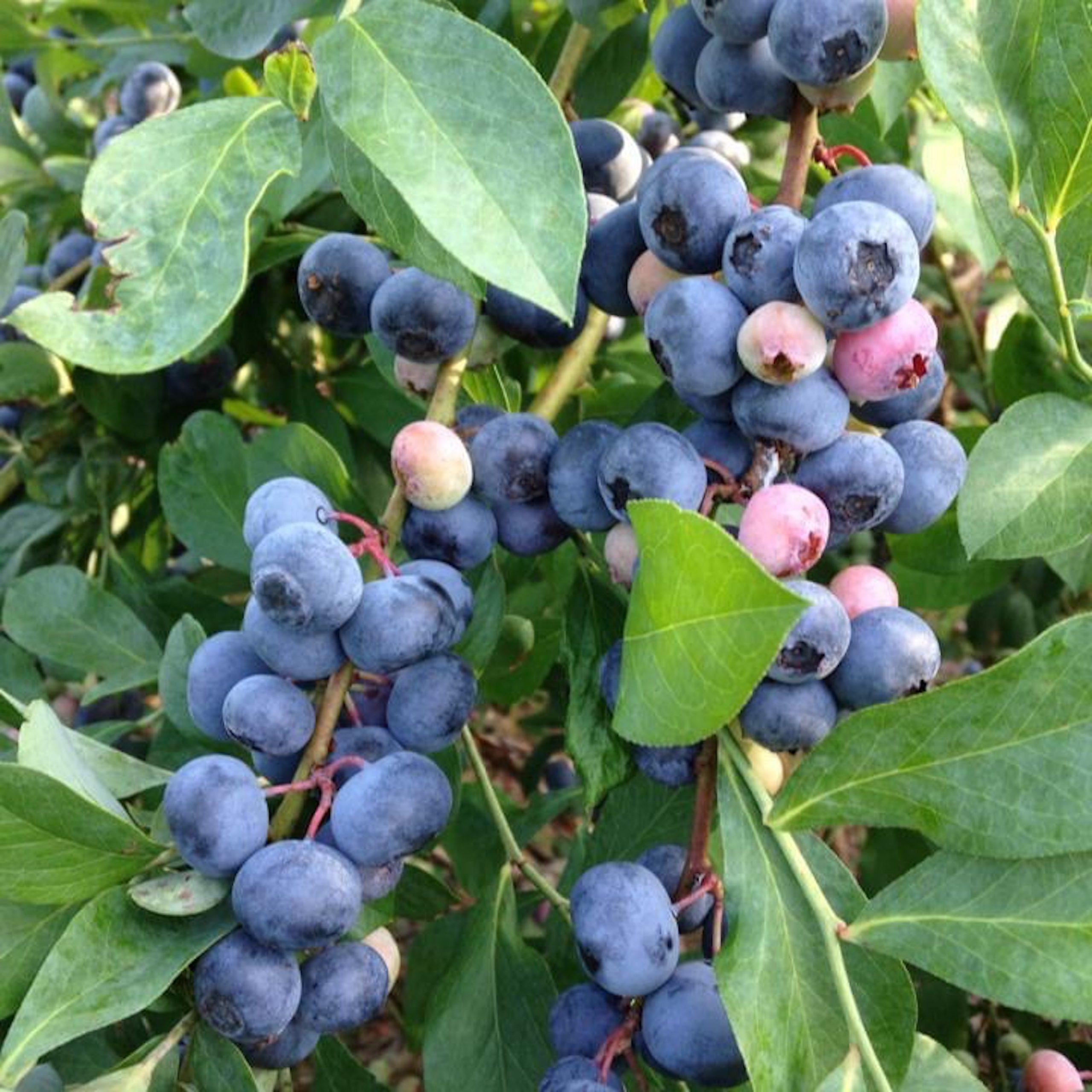 Keeper Creek pick your own blueberries 