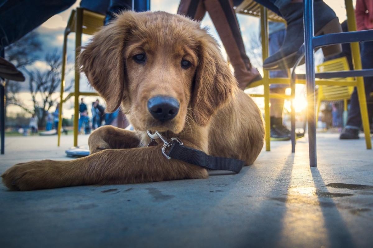 dog at lakefront restaurant on Lake Norman, NC